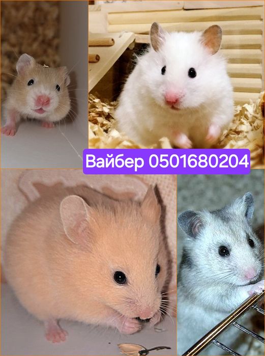 Хомячки пушистые питомцы, красивые окрасы доставка хомяк Джунгарский