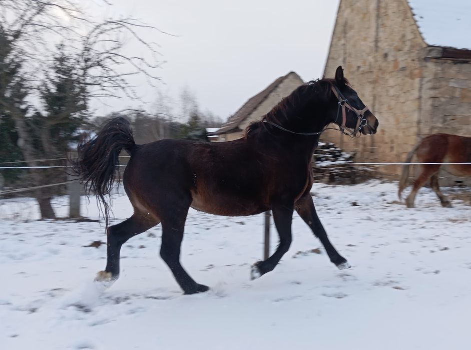 7 letnia klacz do rekreacji, zrebna na kwiecień