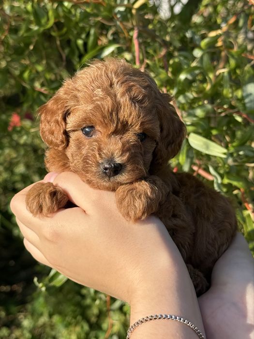 Chłopczyk Maltipoo F1B