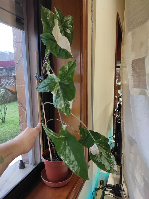 Syngonium Albo Variegata- Planta