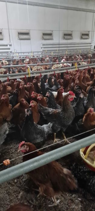 Kury Nioski z wolnego wybiegu Rossa Messa Sendy prosto od hodowcy !