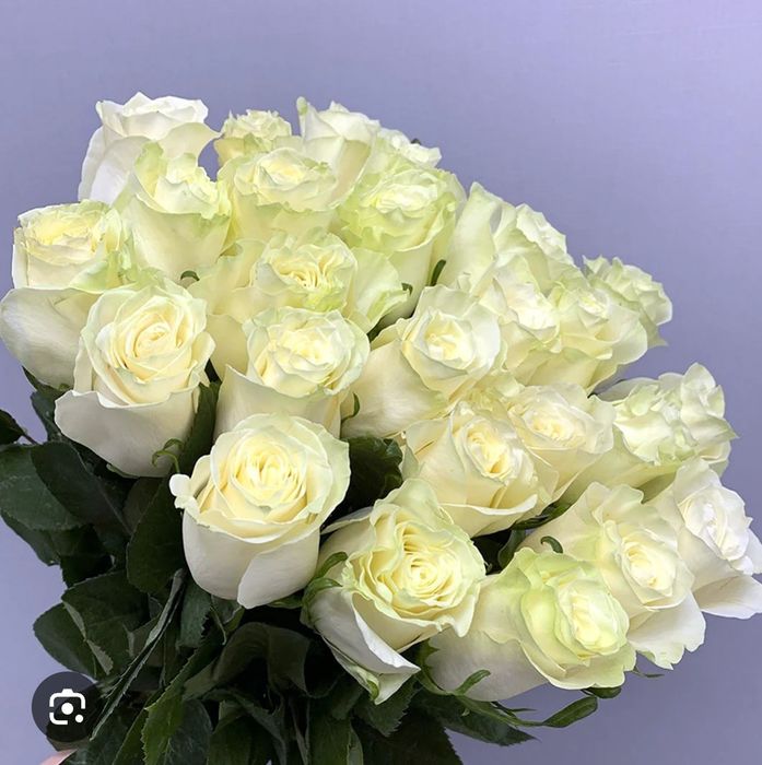 Розы  Троянди круглосуточно