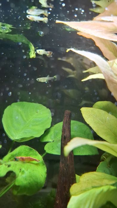 Male głupiki 10 sztuk
