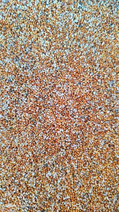 Чумиза, корм, колоски чумизи