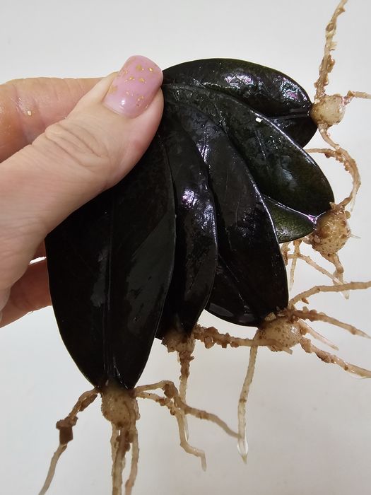 Заміокулькас Равен / Raven з гарною кореневою