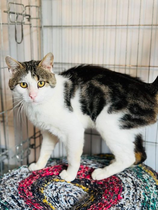 Uroczy kocurek do adopcji