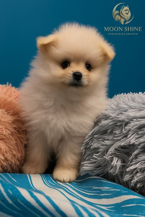 Szpic Miniaturowy Pomeranian piesek Myszków •