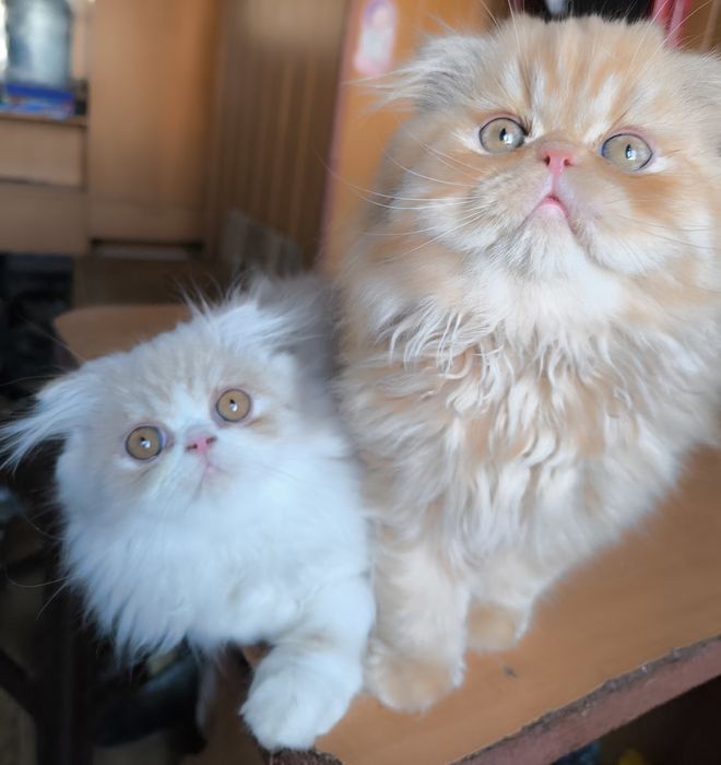 Персидскі кошенята