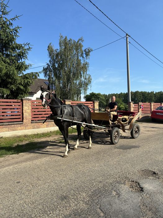 Dwuletni koń wałach Roxan