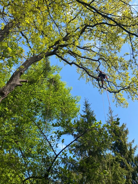 Alpinistyczna wycinka drzew, pielęgnacja drzew, przycinanie żywopłotów