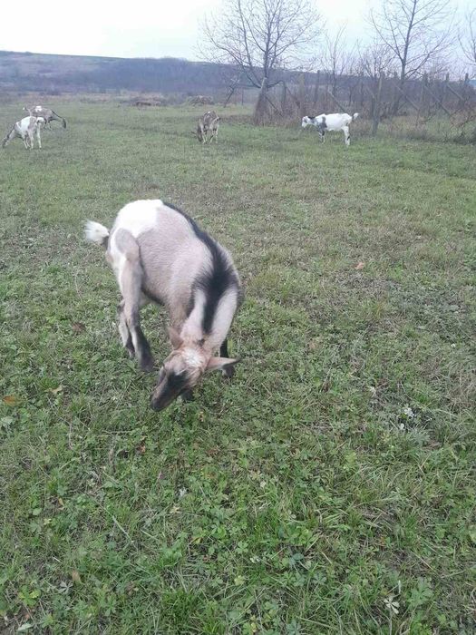 Козел альпо-нубійський