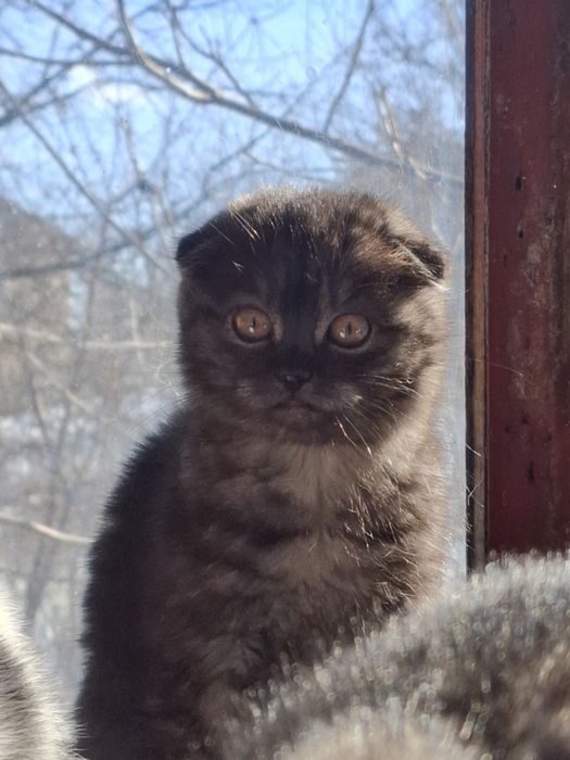 Віддам в добрі руки кошеня