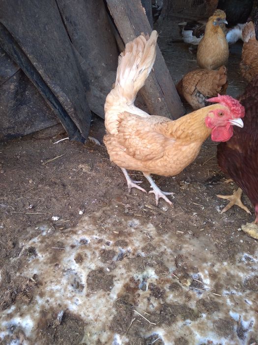 Sprzedam koguty                .