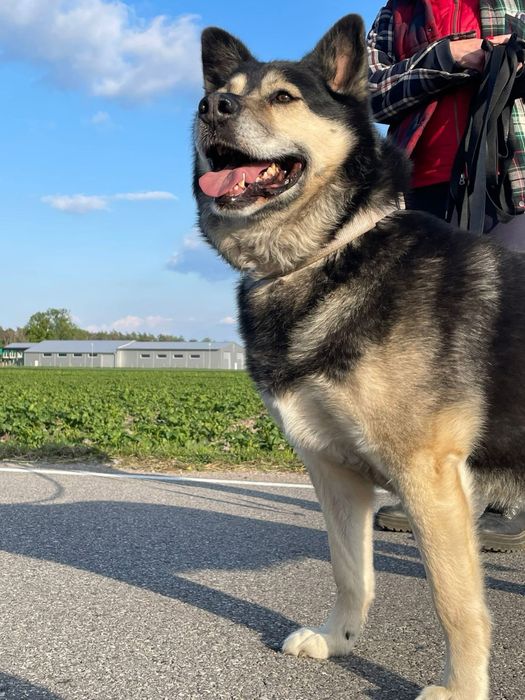 Duzy spokojny piekny pies do adopcji.