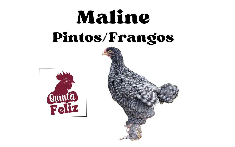 Malines - Pintos e Frangos