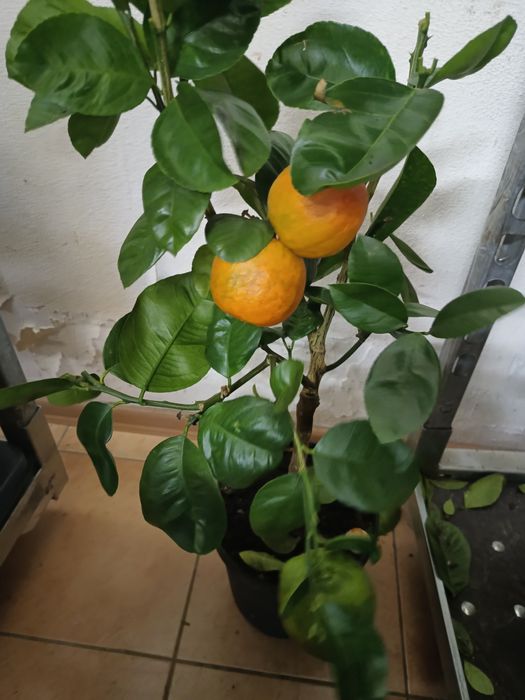 Лимон  75 см шикарный