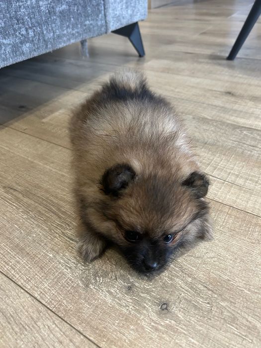 Szczeniak szpic miniaturowy pomerianian