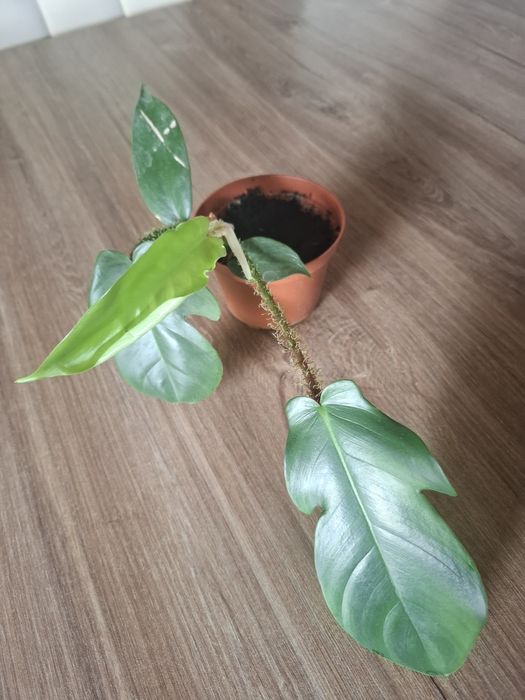 Filodendron squamiferum