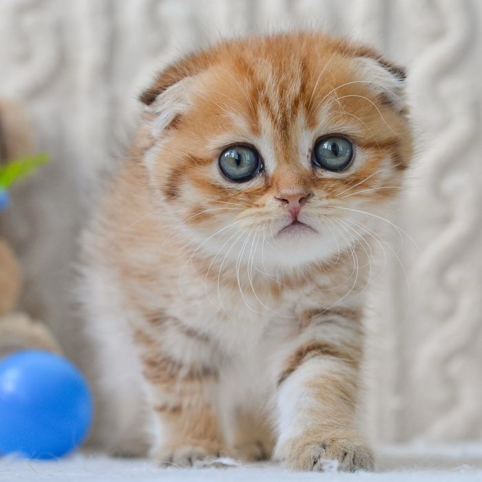 Золоте кошеня шукає дім