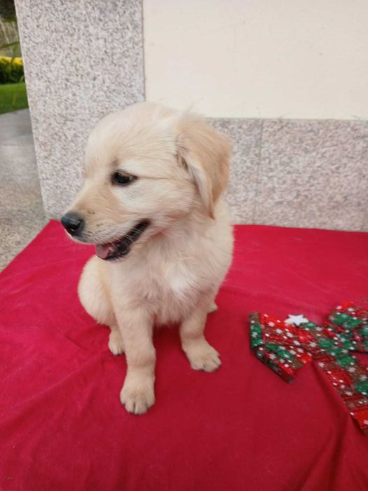Golden Retriever com LOP