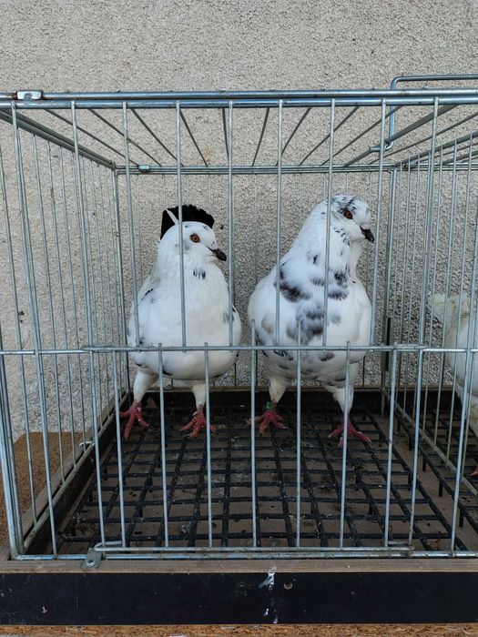 Sprzedam gołębie rasy king