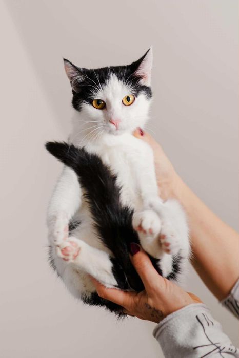 kot oddam do adopcji
