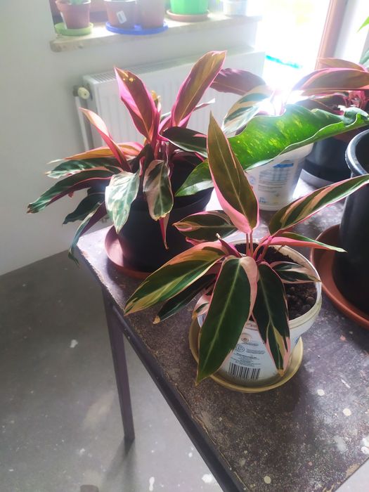 Stromanthe kwiat w doniczce