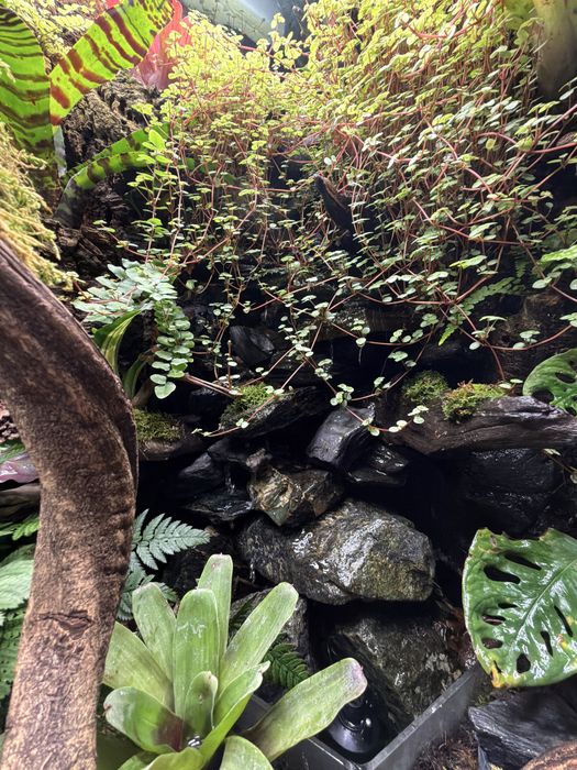 Terrarium/ paludarium/ wiwarium