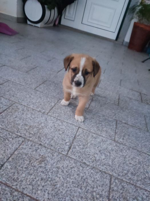 Cachorrinho para adoção
