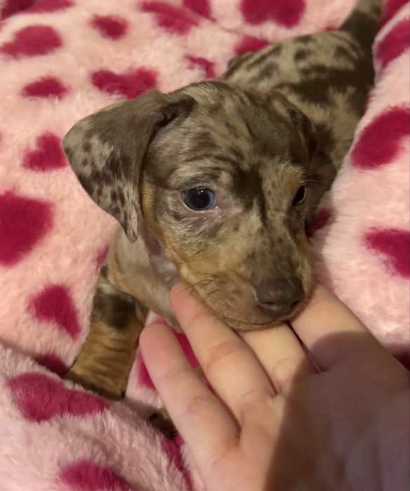 szczeniak jamnik miniaturowy merle