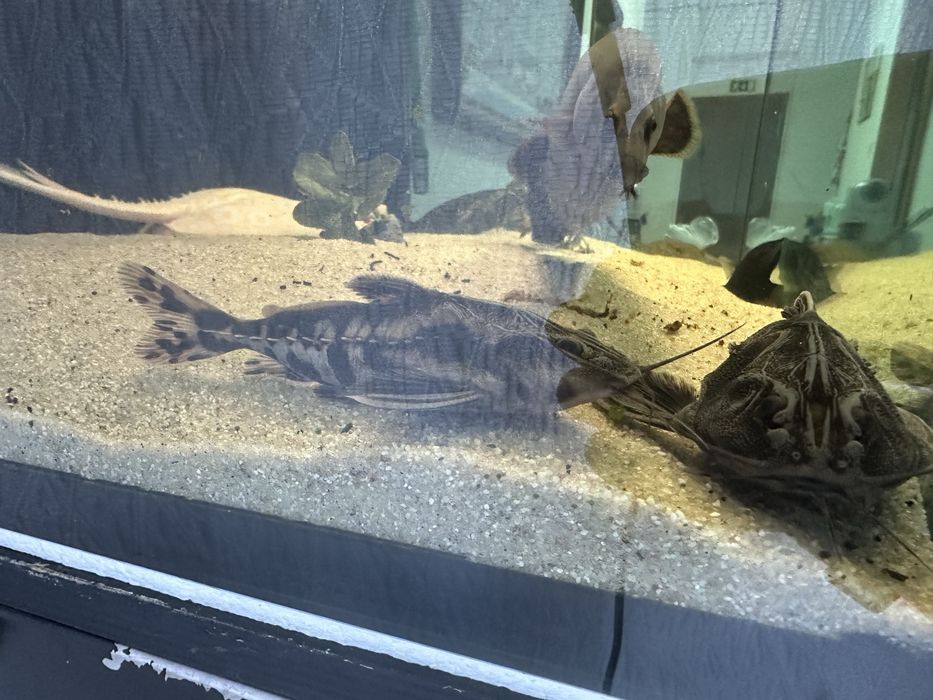 Megalodora 10/12 cm