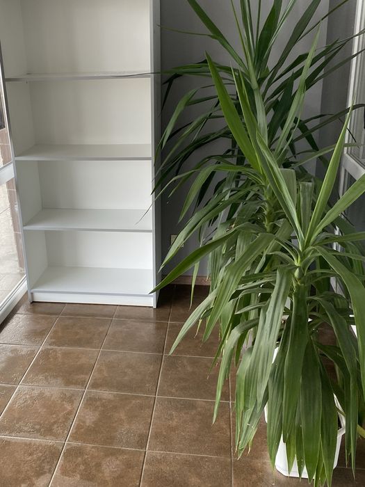 Пальма Юка 6 штук