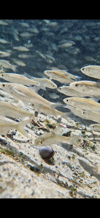 Samsung galaxy S 22 Самсунг Гелексі С 22