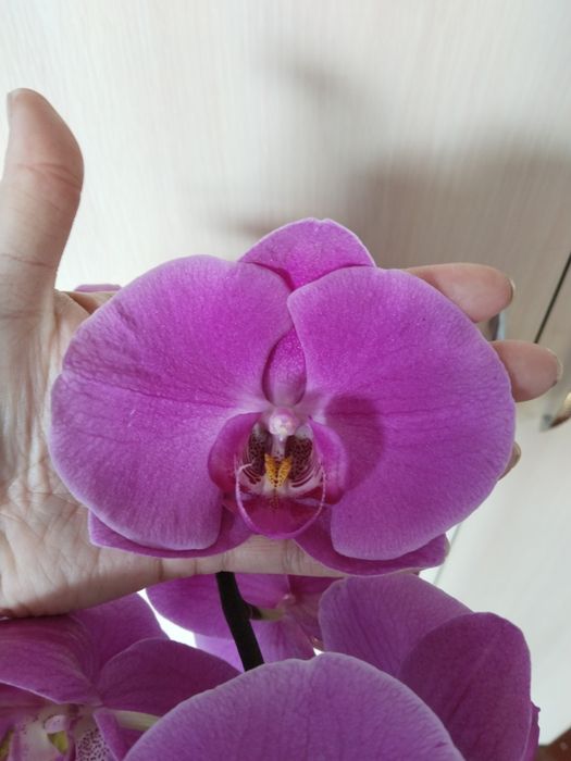 Продам діток орхідеї