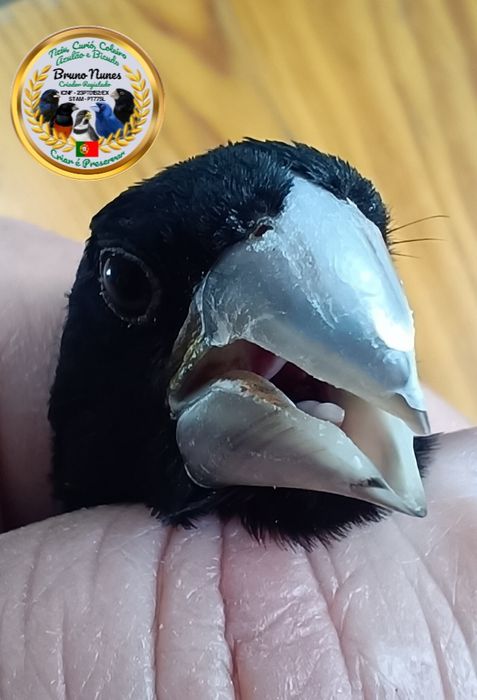 Bicudo (Oryzoborus maximiliani)