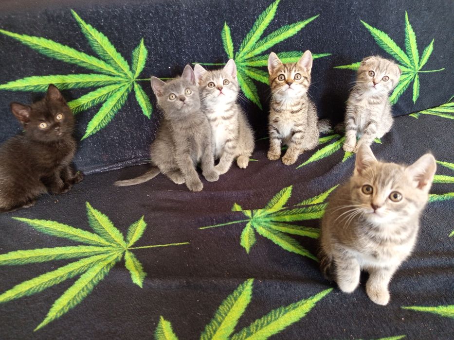 кошенята  породи британська короткошерста