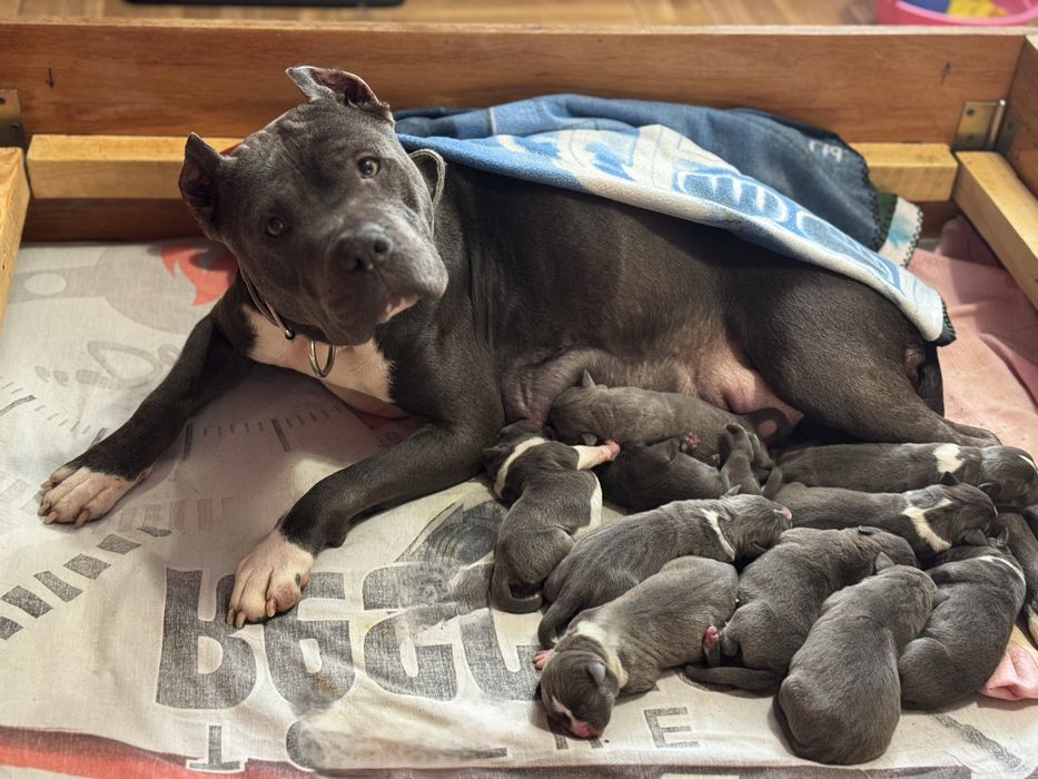 PitbullXL, Пітбуль блакитний колір ,ABKC