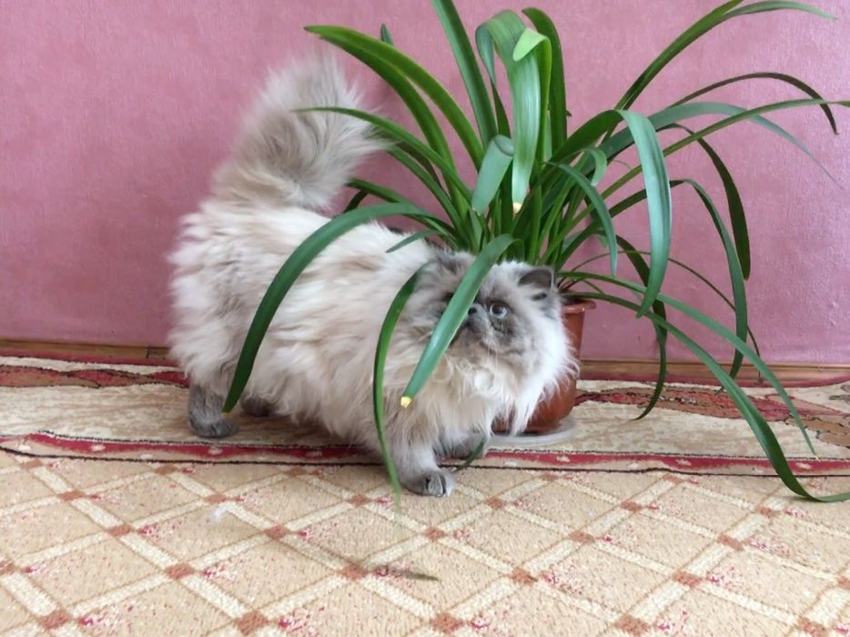 Молодий кіт чекає наречених