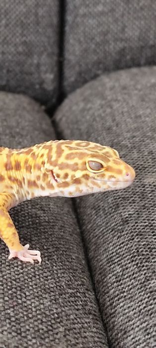 Gekon lamparci szybki