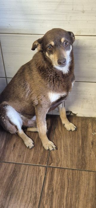 Piesek okolo 6 lat