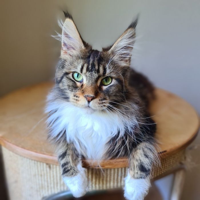 Dostępna kotka rasy Maine Coons