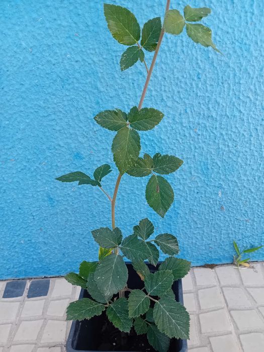 Amoreira Rubus fruticosus 'Black Satin sem espinhos trepadeira
