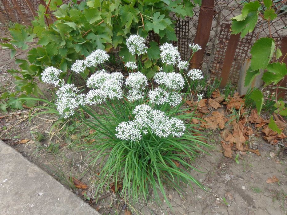 ясколка       отдам