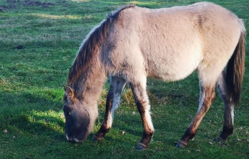 nowa cena Ogierki i kłaczki konika polski likwidacja stada ego