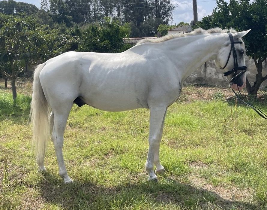 P S Lusitano castrado