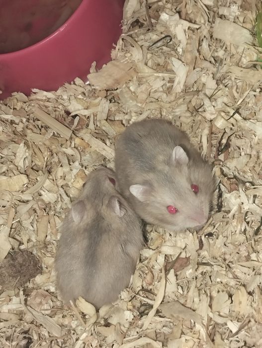 Hamster mini russo Campbell