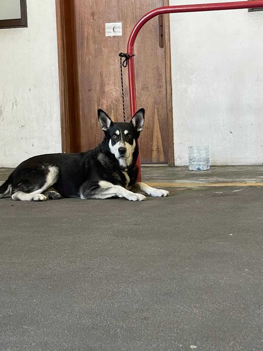 Cão para adoção