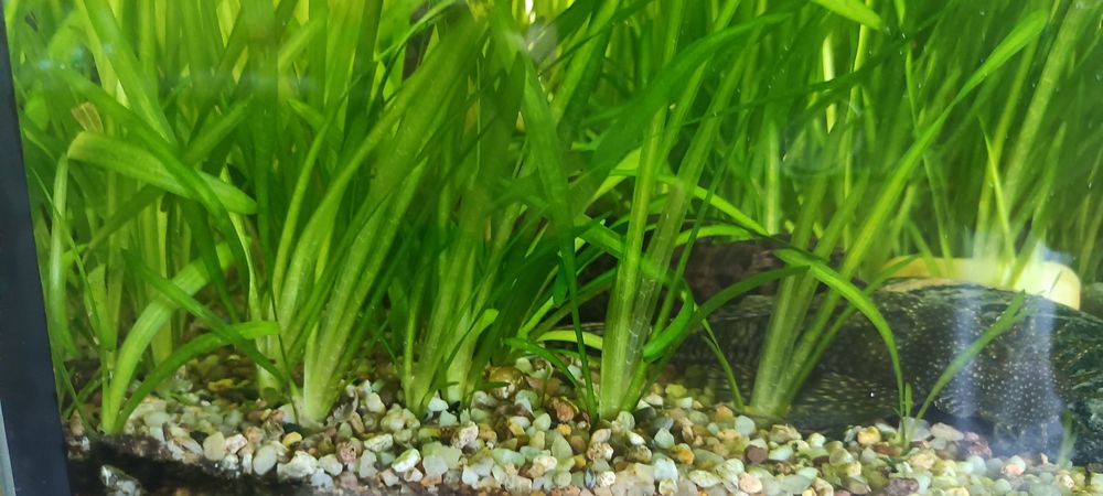 Trawka wodna, nurzaniec (Vallisneria)