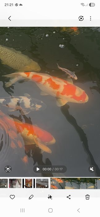 Carpas koi japonesas.