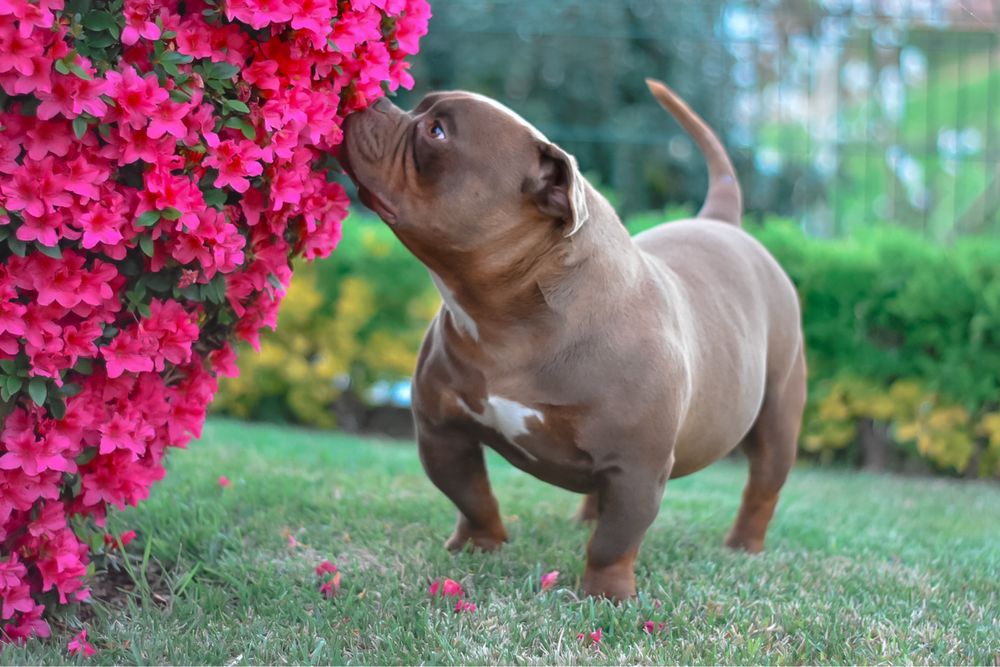 American bully pocket